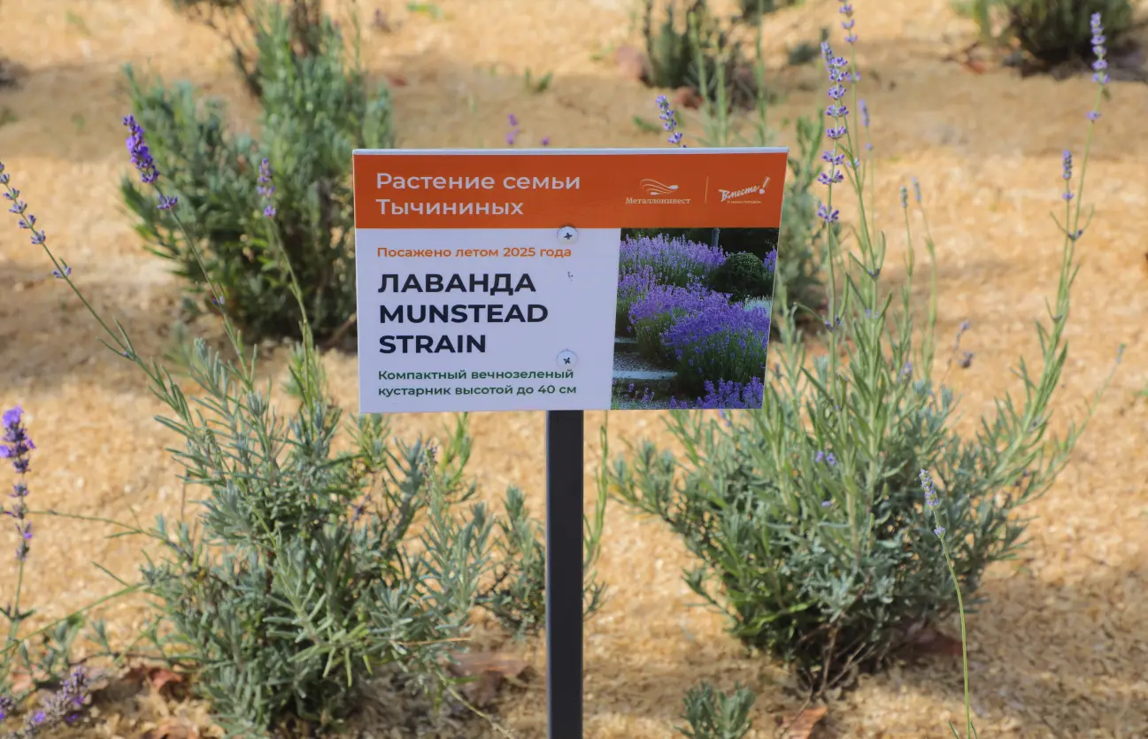 Карманный парк