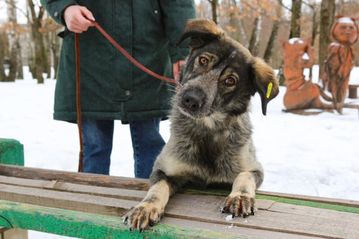 Братья наши меньшие